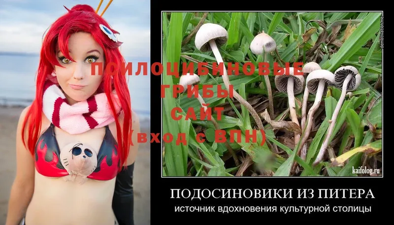 площадка как зайти  Кудрово  Галлюциногенные грибы Psilocybine cubensis 